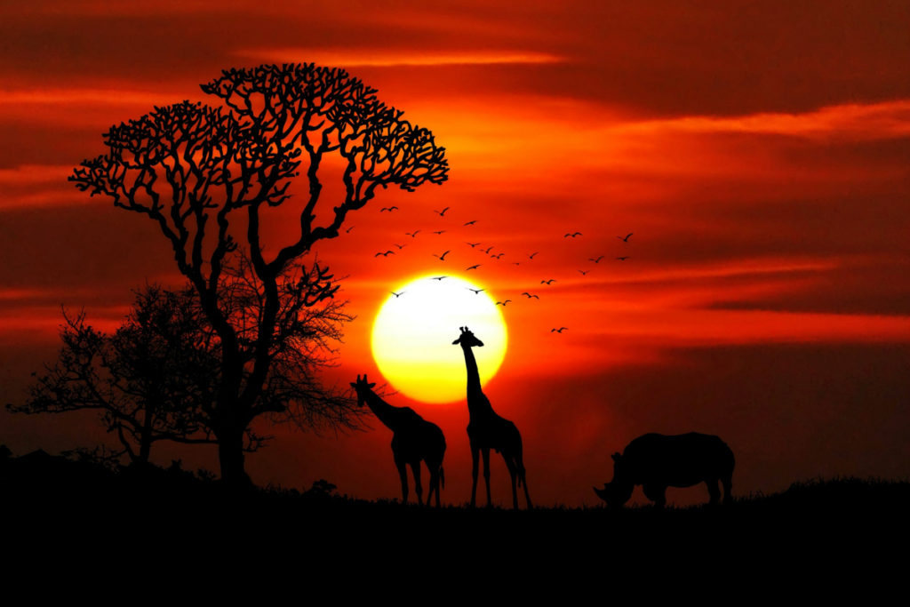 Giraffes silhouetted against a golden sunset.