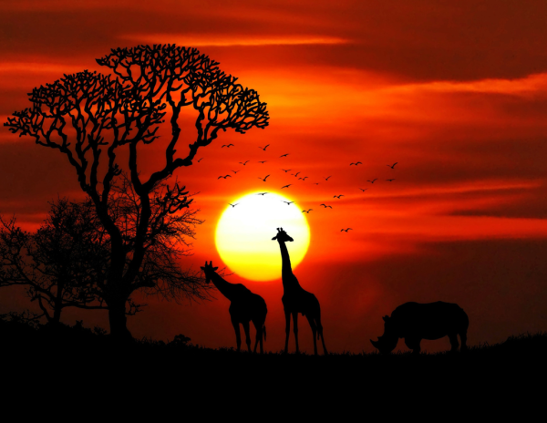Giraffes silhouetted against a golden sunset.
